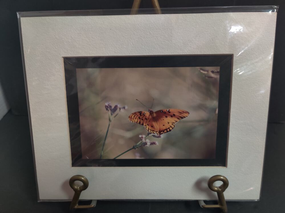 Original Orange Butterfly on Flower Photograph Signed Dan Evans Matted